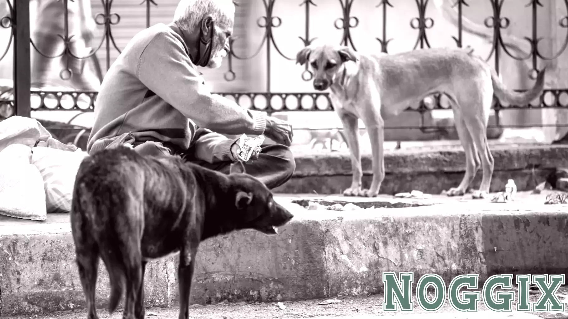 How to Deal with Humans with Dog Problems and Vice Versa