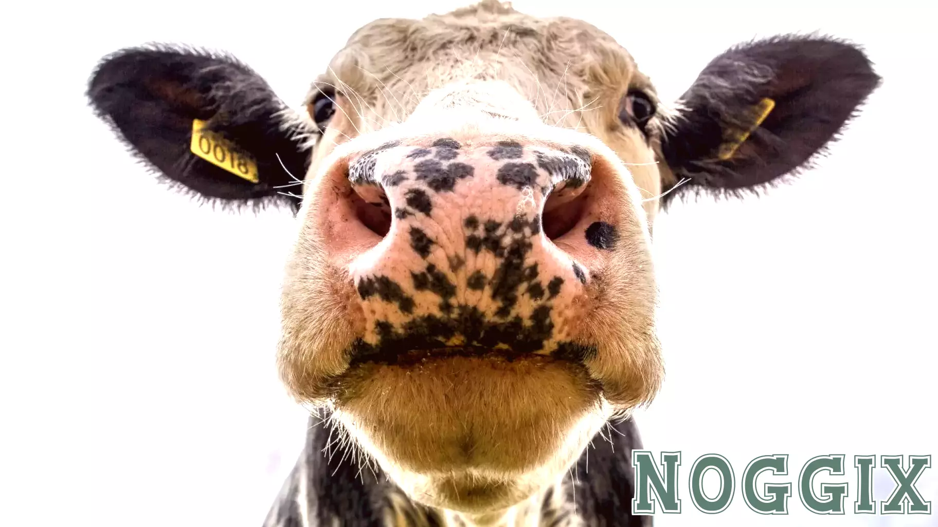 Rethinking Our Relationship with Meat: A Response to Pollan's Dilemmas