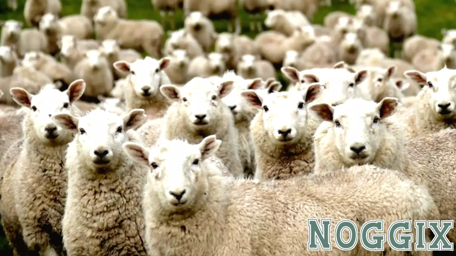 The Importance of Belonging in Organizations