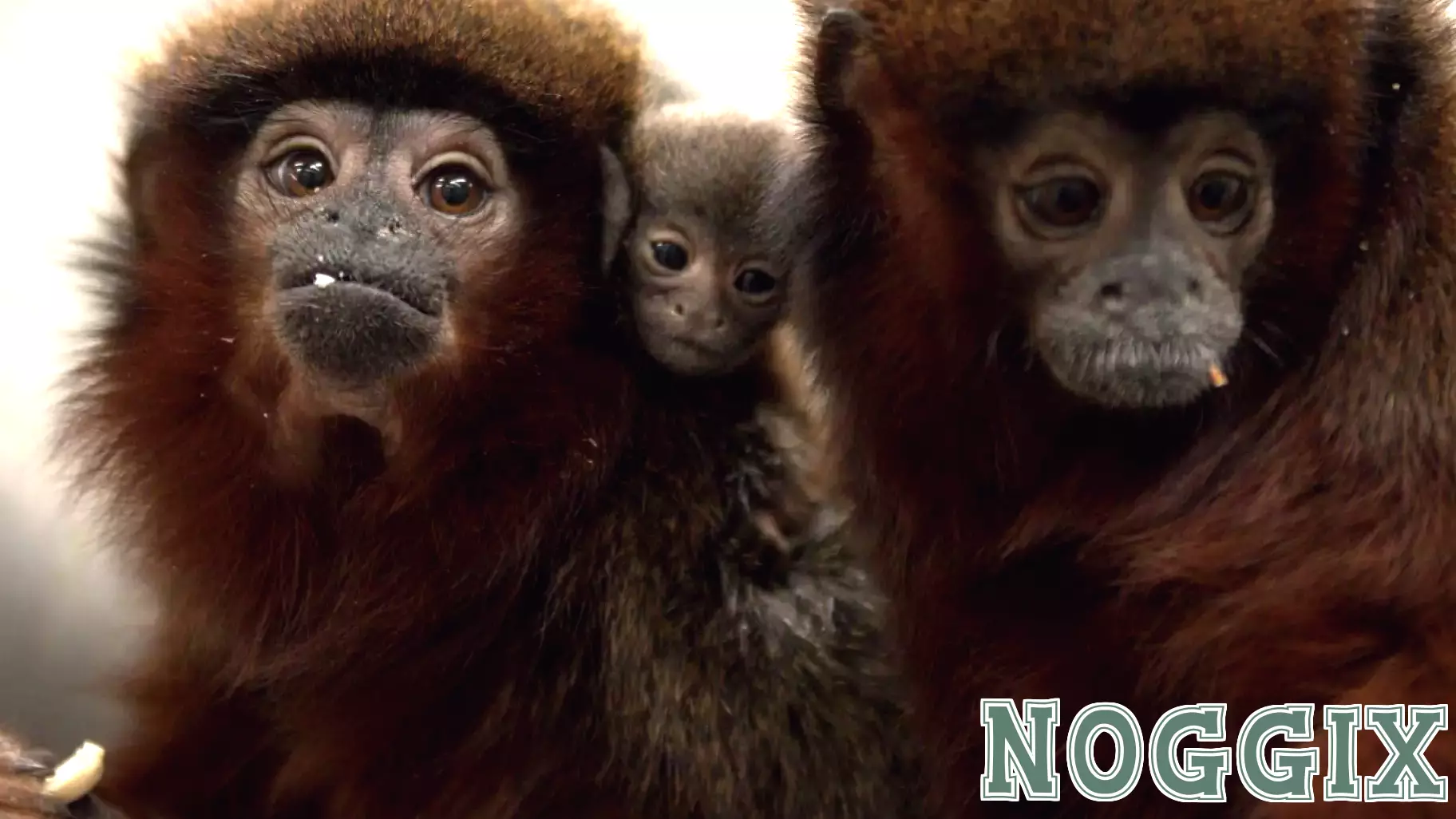 The Importance of Personality Similarity in Primate Pair-Bonding