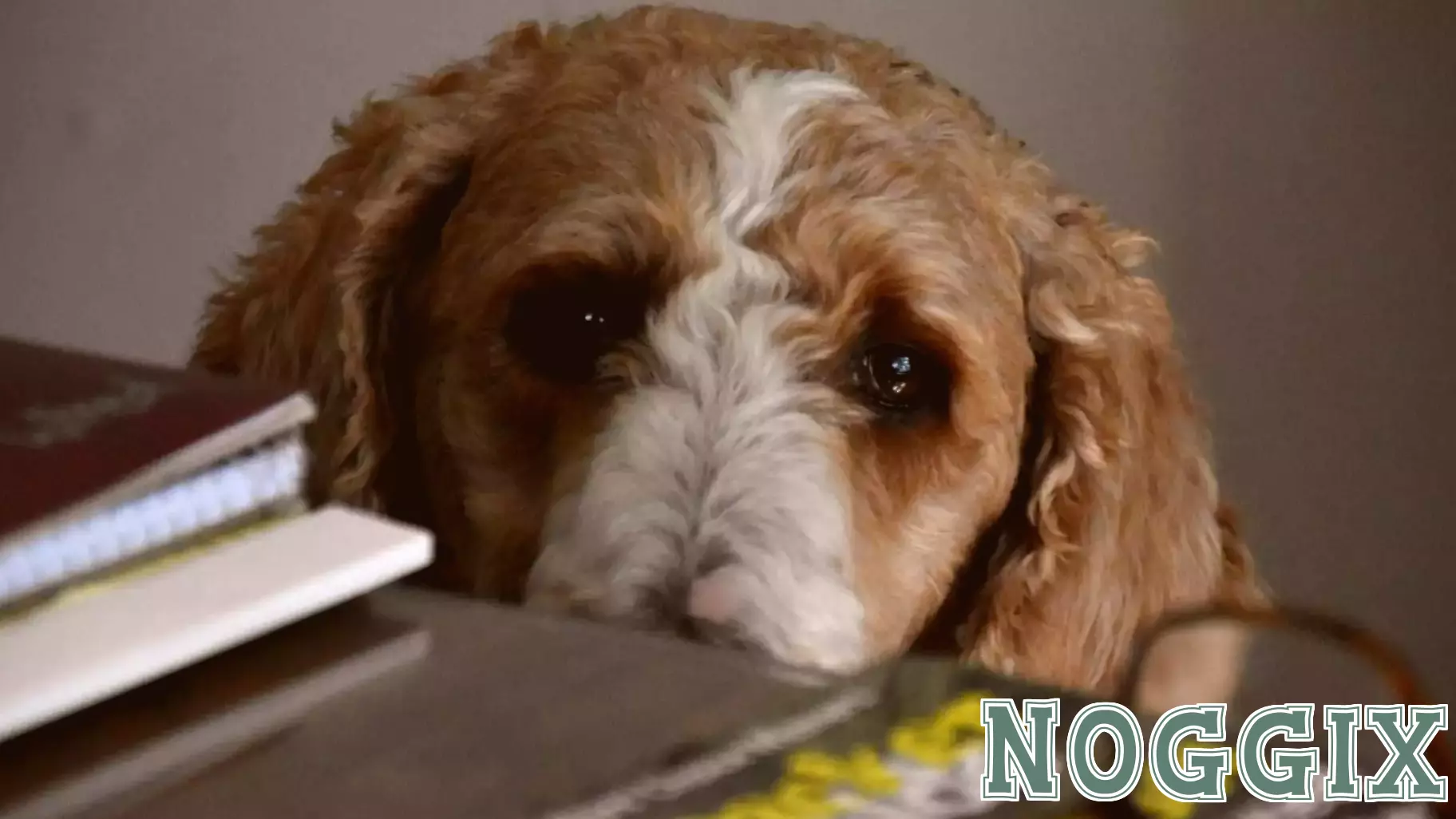 The Mental Health Excuse: A New Trend Among Students