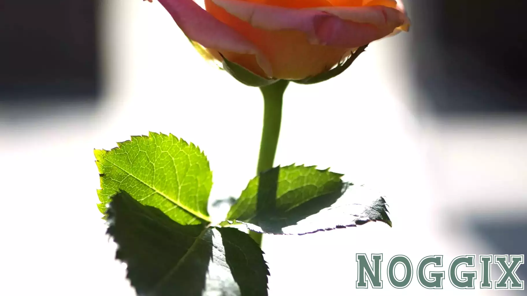 Understanding the Chemistry of Romantic Attraction