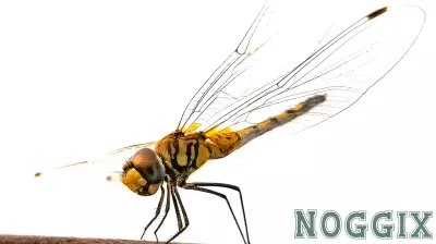 Discovering Nature's Magic: A Journey Through 