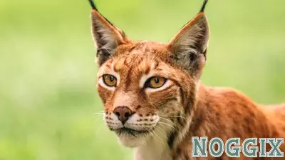 Embracing Coexistence: A Guide to Living Alongside Lynx