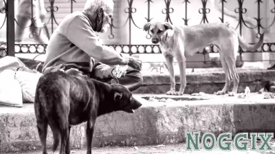 How to Deal with Humans with Dog Problems and Vice Versa
