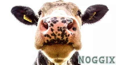 Rethinking Our Relationship with Meat: A Response to Pollan's Dilemmas