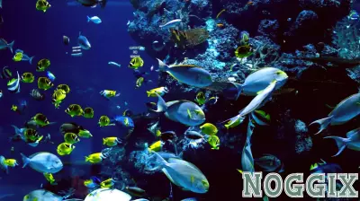 The Evolutionary Echo: Human Embryos Display Fish-Like Traits