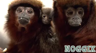 The Importance of Personality Similarity in Primate Pair-Bonding