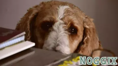 The Mental Health Excuse: A New Trend Among Students